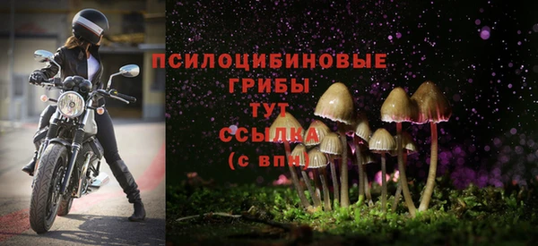 прущие грибы Богданович